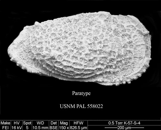 Pennyella majorani Yasuhara et al., 2013
