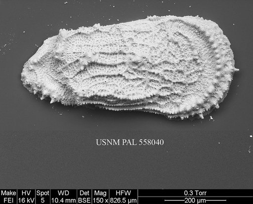 Pennyella sp. 2 Yasuhara et al., 2013