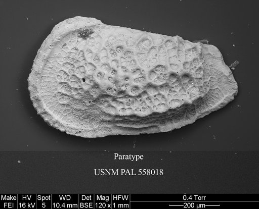 Pennyella schellenbergi Yasuhara et al., 2013