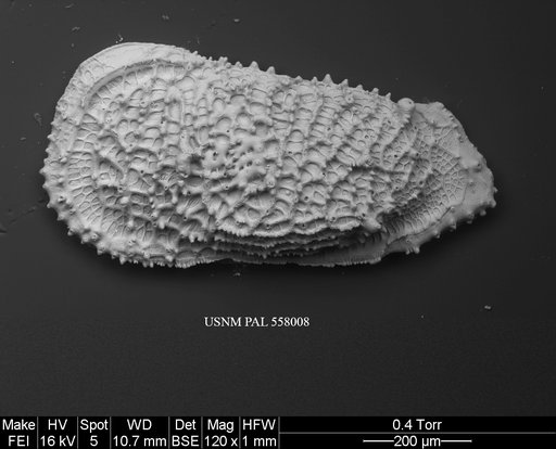 Pennyella sanfordae Yasuhara et al., 2013