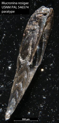 Mucronina resigae Hayward, 2012