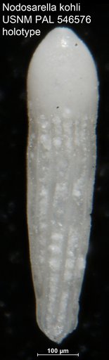Nodosarella kohli Hayward & Van Kerckhoven, 2012