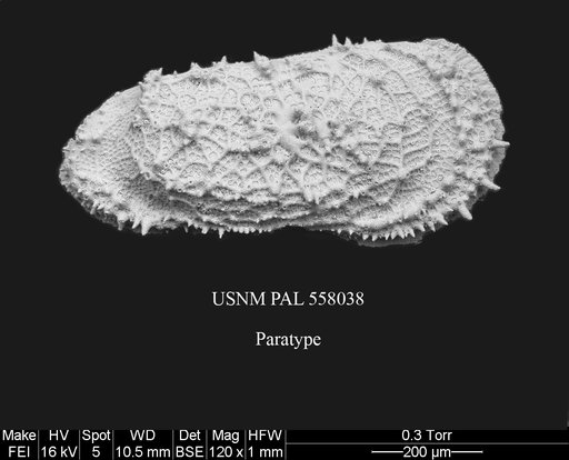 Pennyella ayressi Yasuhara et al., 2013