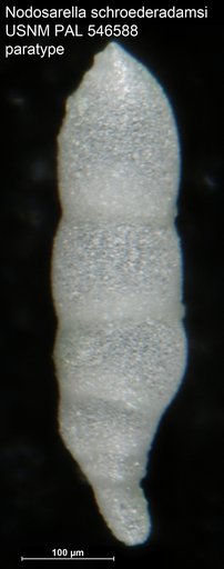 Nodosarella schroederadamsae Hayward, 2012