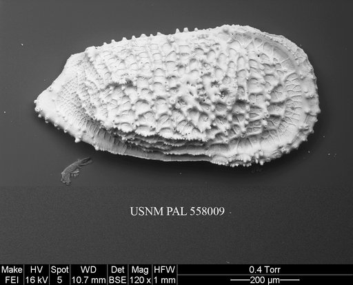 Pennyella sanfordae Yasuhara et al., 2013