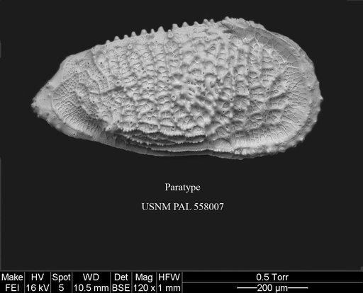 Pennyella sanfordae Yasuhara et al., 2013