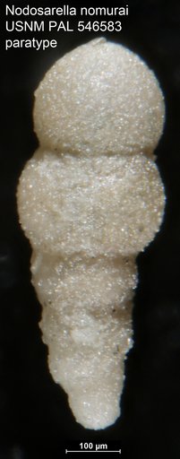 Nodosarella nomurai Hayward, 2012