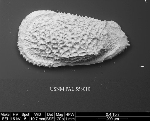 Pennyella sanfordae Yasuhara et al., 2013