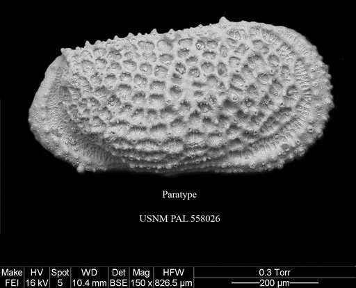 Pennyella iani Yasuhara et al., 2013