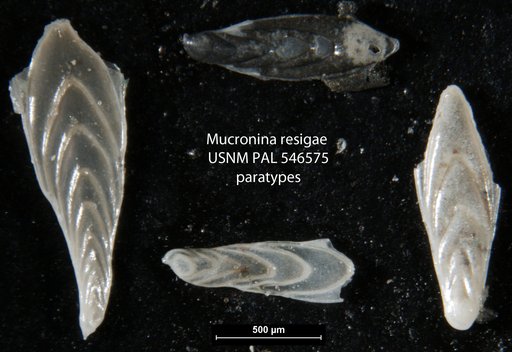 Mucronina resigae Hayward, 2012