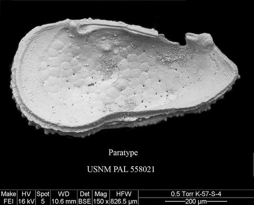 Pennyella majorani Yasuhara et al., 2013