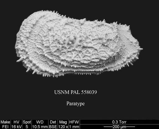 Pennyella ayressi Yasuhara et al., 2013