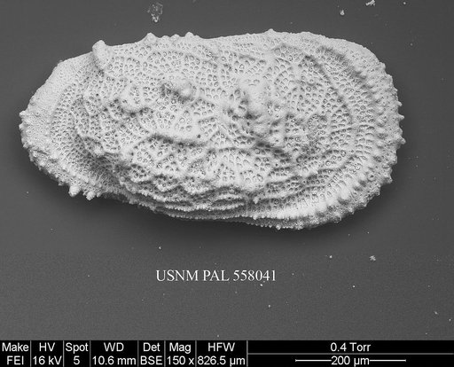 Pennyella sp. 3 Yasuhara et al., 2013