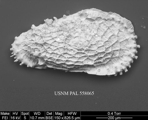 Rugocythereis reticulata Ayress, 1993