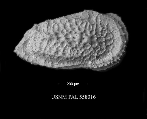 Pennyella schellenbergi Yasuhara et al., 2013