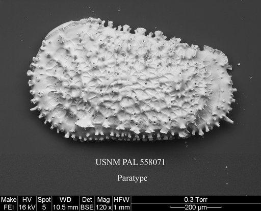 Rugocythereis zarikiani Yasuhara et al., 2013
