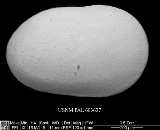 Cytherella robusta Colalongo & Pasini, 1980