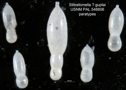 Stilostomella ? guptai Hayward, 2012