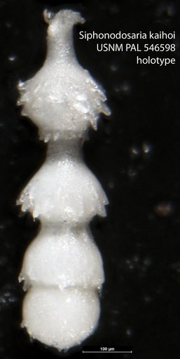 Siphonodosaria kaihoi Hayward, 2012