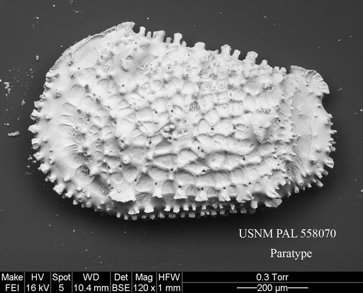 Rugocythereis zarikiani Yasuhara et al., 2013