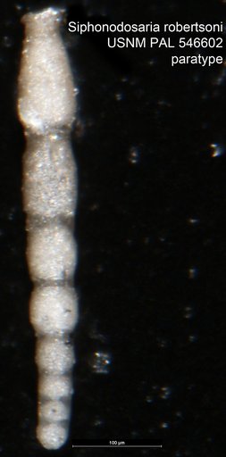 Siphonodosaria robertsoni Hayward & Van Kerckhoven, 2012