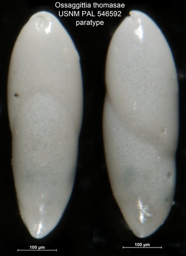 Ossaggittia thomasae Hayward & Kawagata, 2012