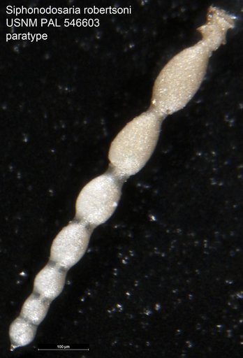 Siphonodosaria robertsoni Hayward & Van Kerckhoven, 2012