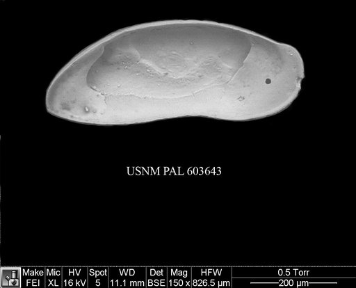 Argilloecia acuminata Muller, 1894
