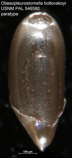 Obesopleurostomella boltovskoyi Hayward, 2012