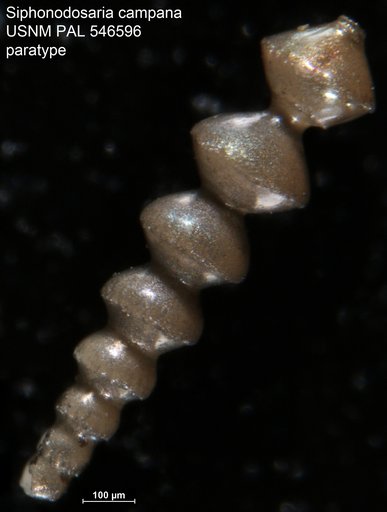 Siphonodosaria campana Hayward & Kawagata, 2012