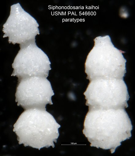 Siphonodosaria kaihoi Hayward, 2012