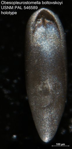 Obesopleurostomella boltovskoyi Hayward, 2012