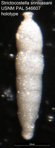 Strictocostella srinivasani Hayward, 2012