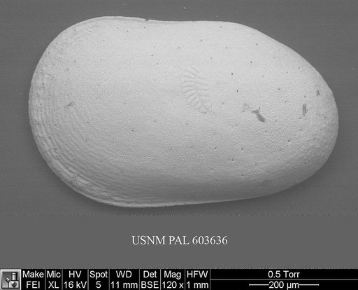 Cytherella robusta Colalongo & Pasini, 1980