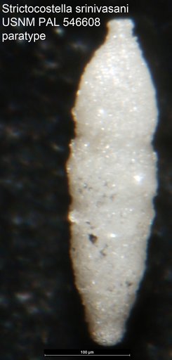 Strictocostella srinivasani Hayward, 2012