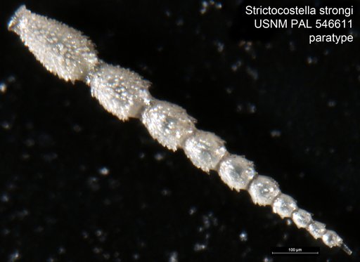 Strictocostella strongi Hayward, 2012