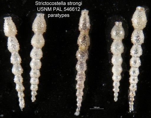 Strictocostella strongi Hayward, 2012