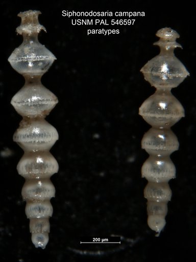 Siphonodosaria campana Hayward & Kawagata, 2012