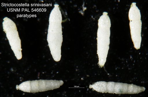 Strictocostella srinivasani Hayward, 2012