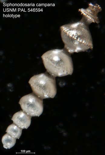 Siphonodosaria campana Hayward & Kawagata, 2012