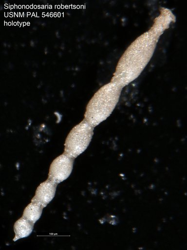 Siphonodosaria robertsoni Hayward & Van Kerckhoven, 2012