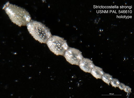 Strictocostella strongi Hayward, 2012