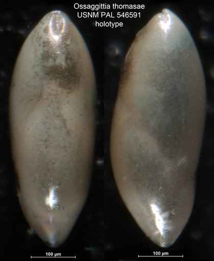 Ossaggittia thomasae Hayward & Kawagata, 2012