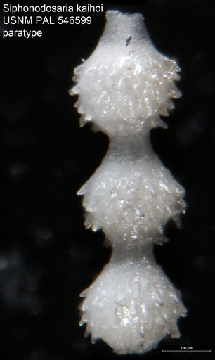 Siphonodosaria kaihoi Hayward, 2012