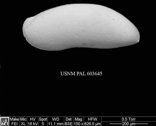 Argilloecia acuminata Muller, 1894