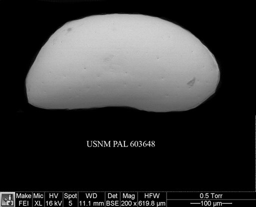 Argilloecia caju Yasuhara et al., 2009