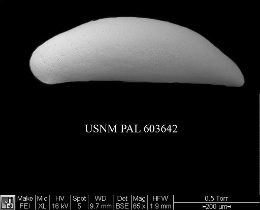 Macrocyprissa arcuata (Colalongo & Pasini, 1980)