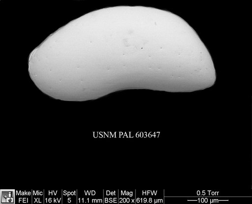 Argilloecia caju Yasuhara et al., 2009