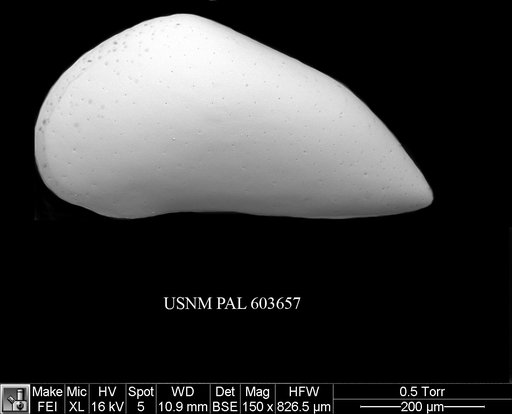 Propontocypris acuminata (Muller, 1894)