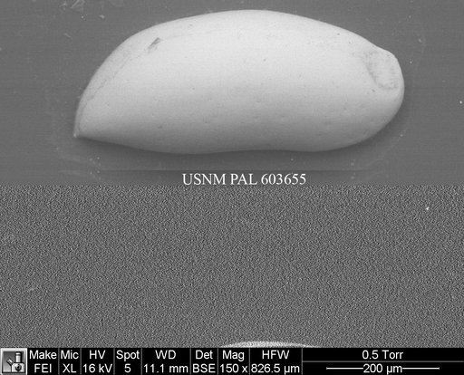 Argilloecia bensoni Barra et al., 1996